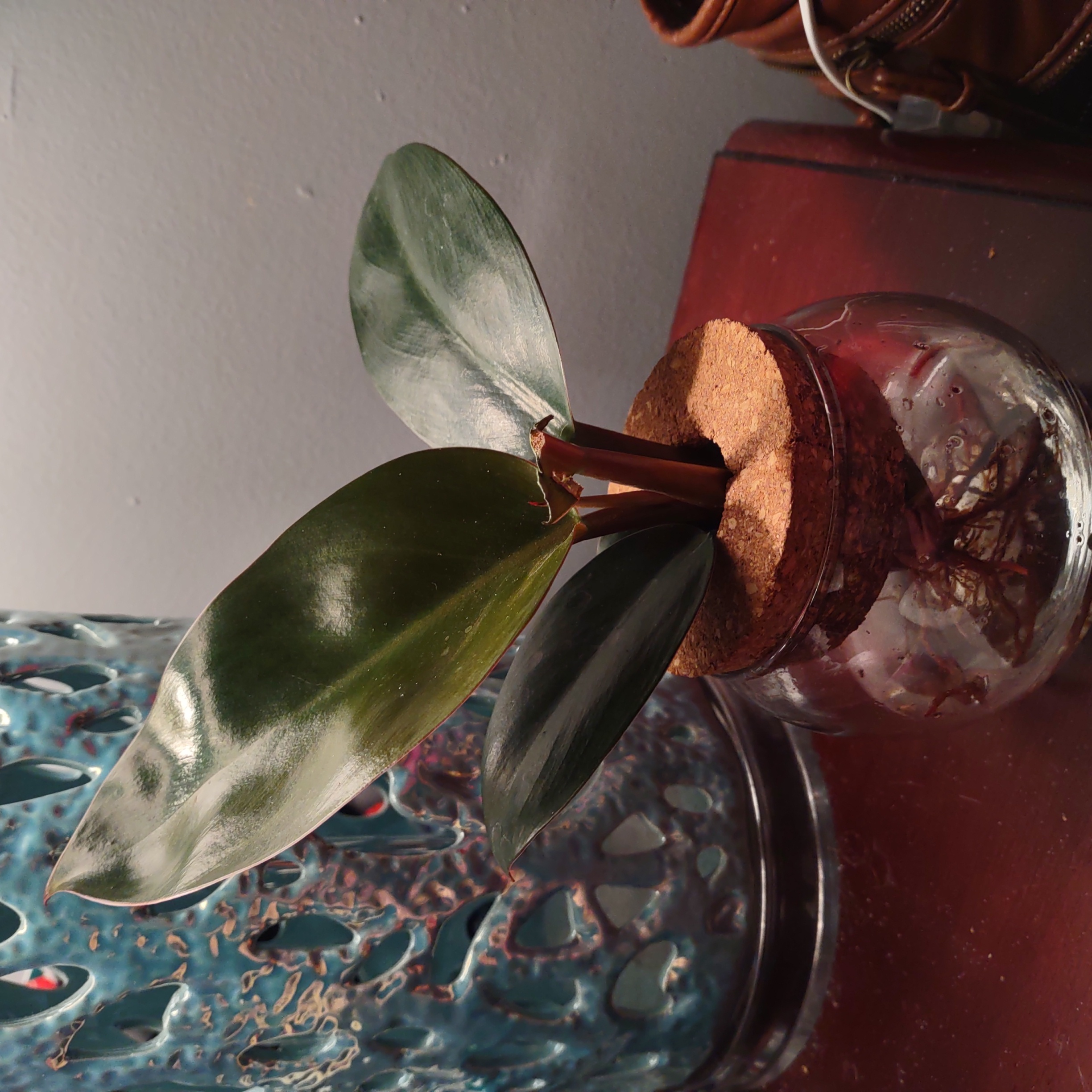 Philodendron 'Congo' plant in a glass container with visible roots and healthy green leaves.