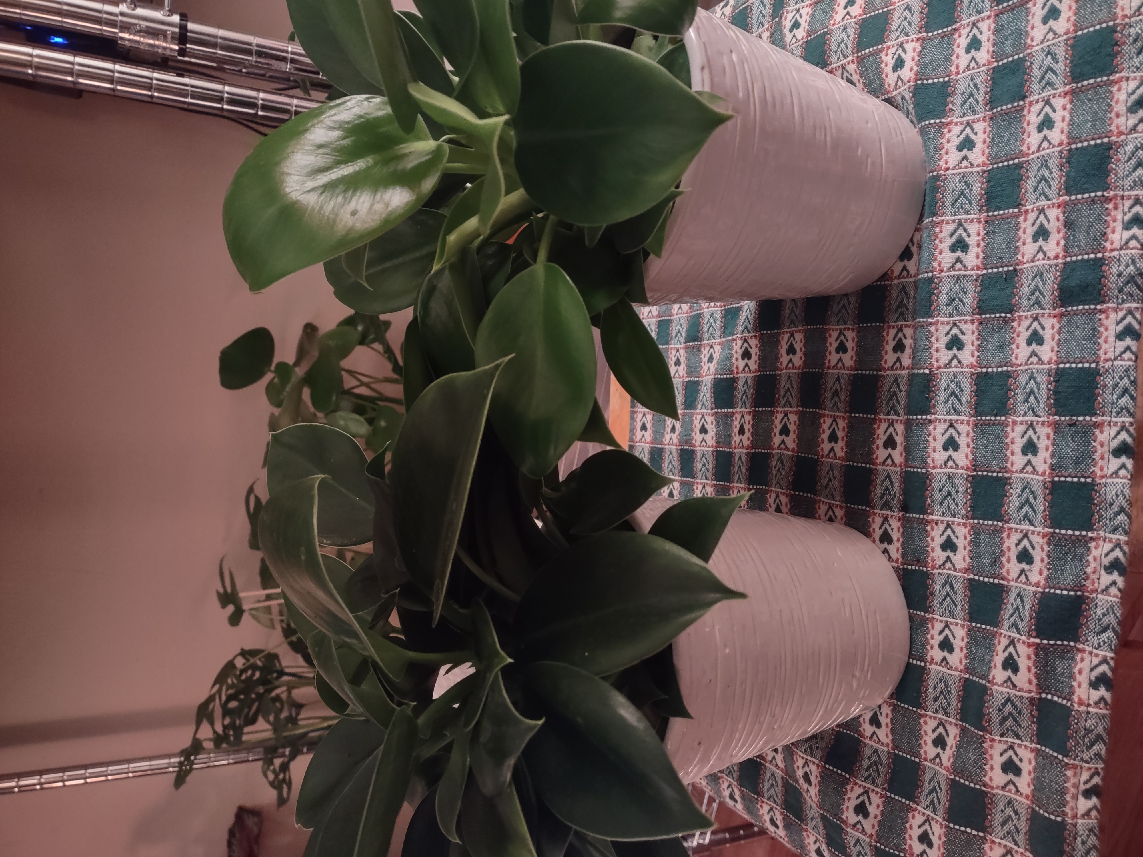 Two healthy Philodendron 'Imperial Green' plants in white pots on a patterned tablecloth.