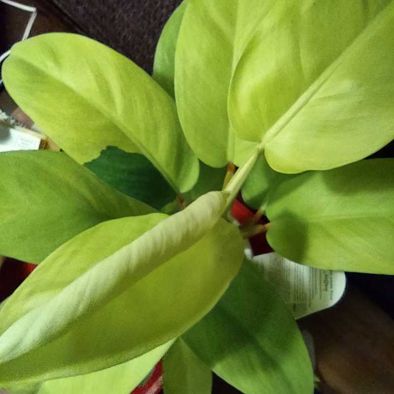 Golden Goddess Philodendron with vibrant green leaves, appearing healthy.