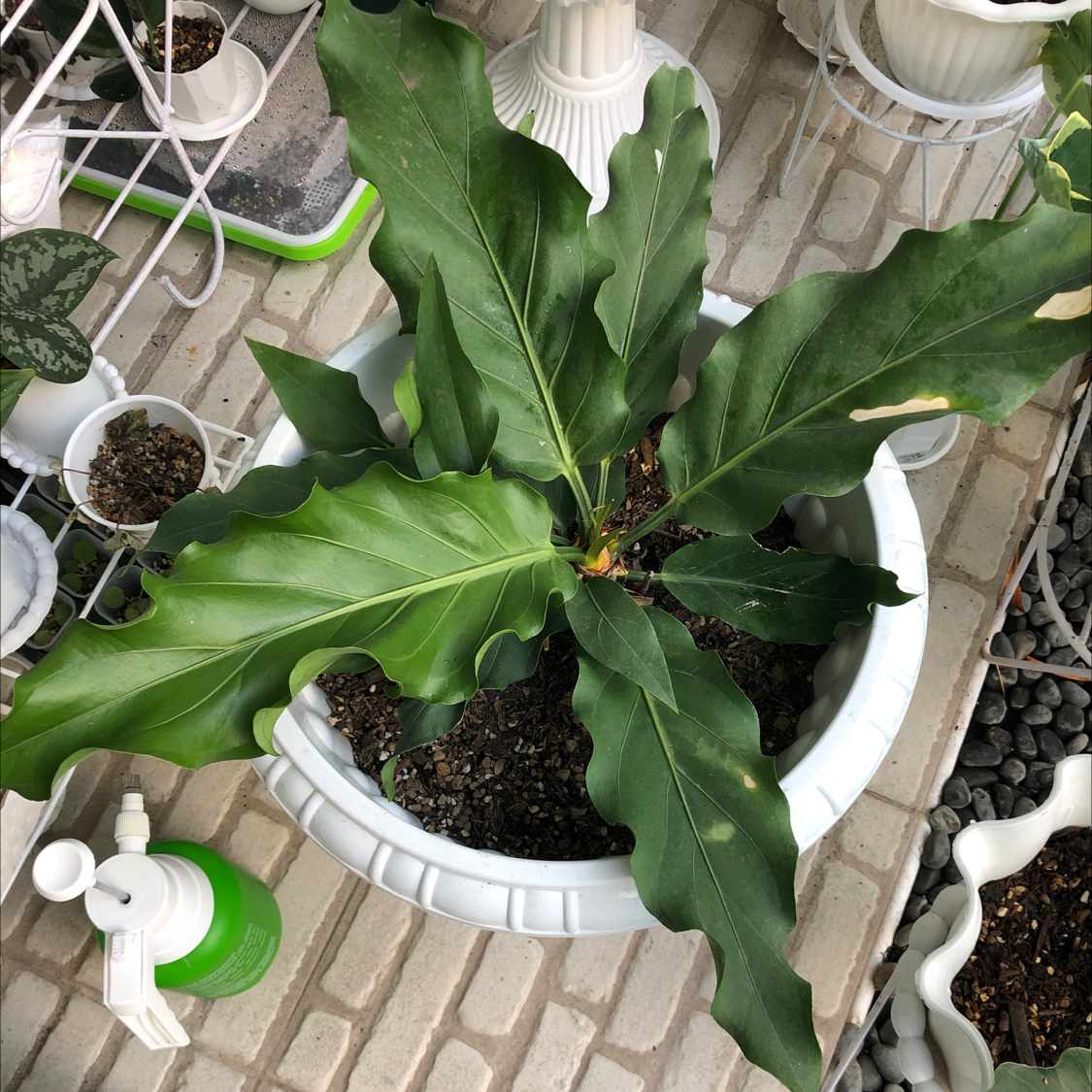 Bird's nest anthurium plant in a white pot with some leaf browning and yellowing.