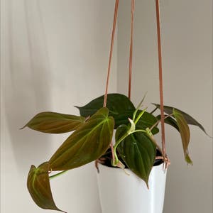 Philodendron Scandens plant photo by @danzplantz4 named Phil on Greg, the plant care app.