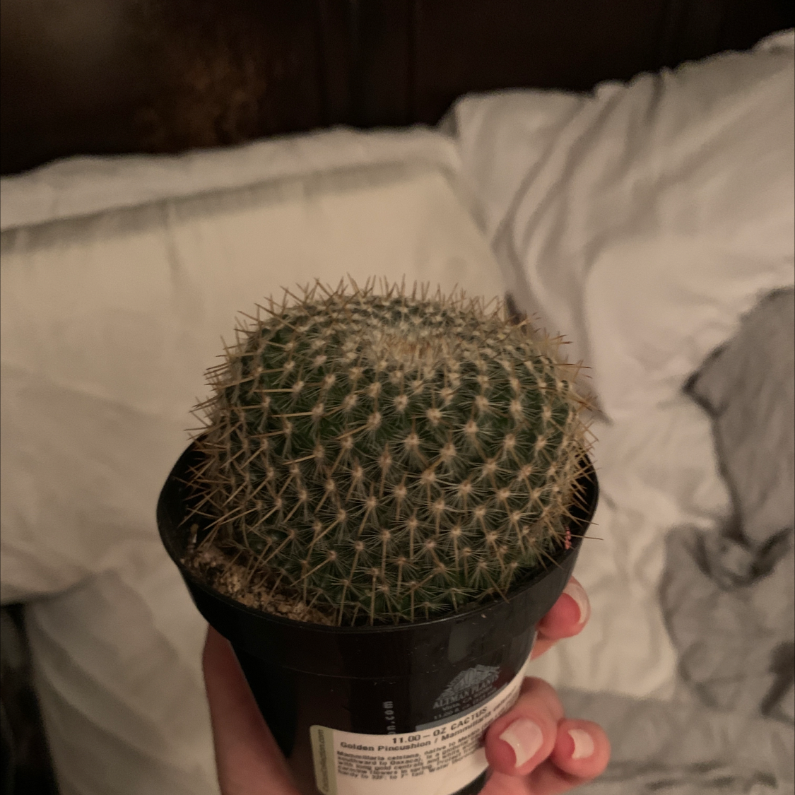 Photo of the plant species Mammillaria muehlenpfordtii by @nessi named Sol on Greg, the plant care app