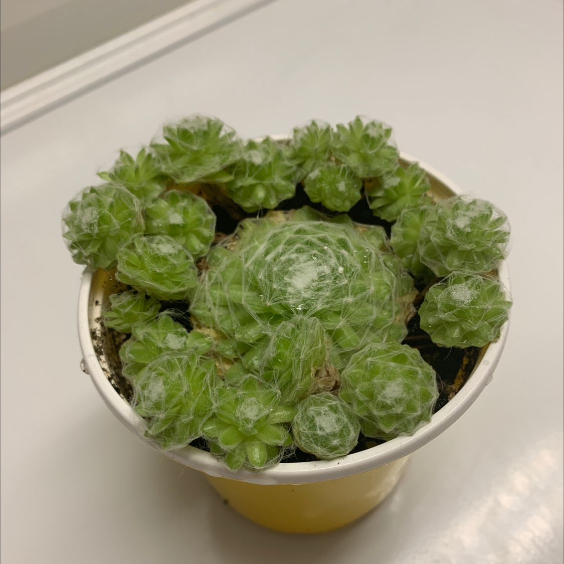 Cobweb Hens and Chicks plant in a small pot, showing healthy green rosettes with cobweb-like filaments.
