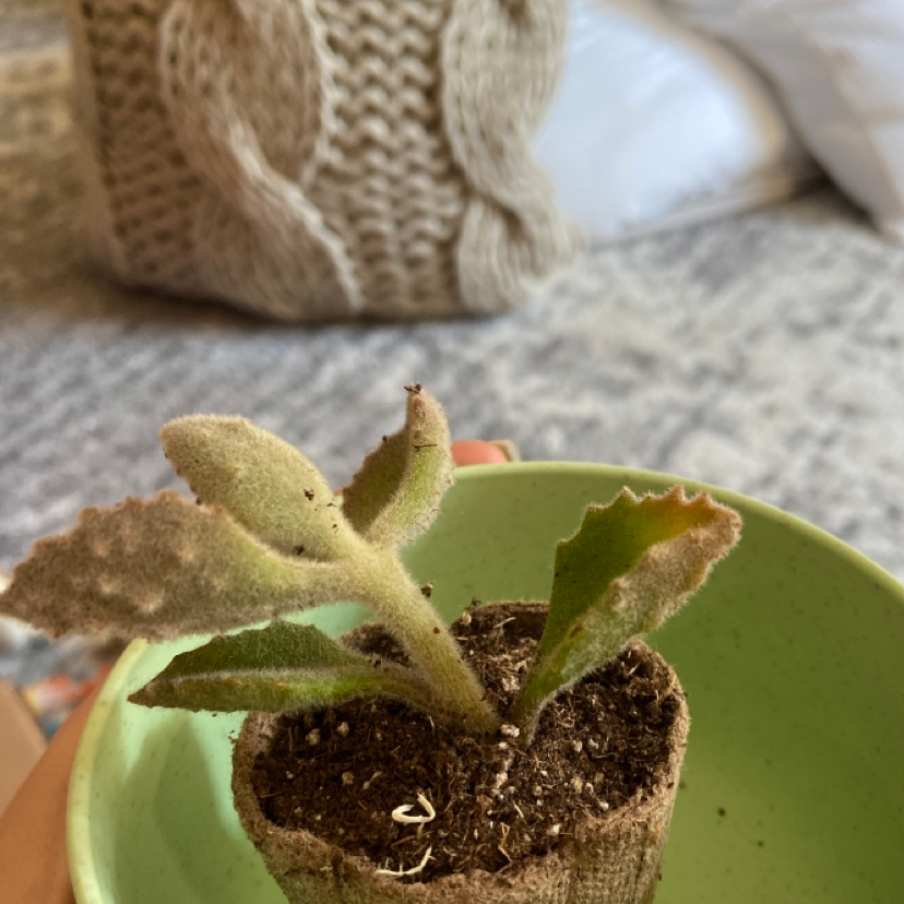 Felt Bush plant photo by @haileycummings3 named Homer on Greg, the plant care app.