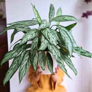 Chinese Evergreen plant in Post Falls, Idaho