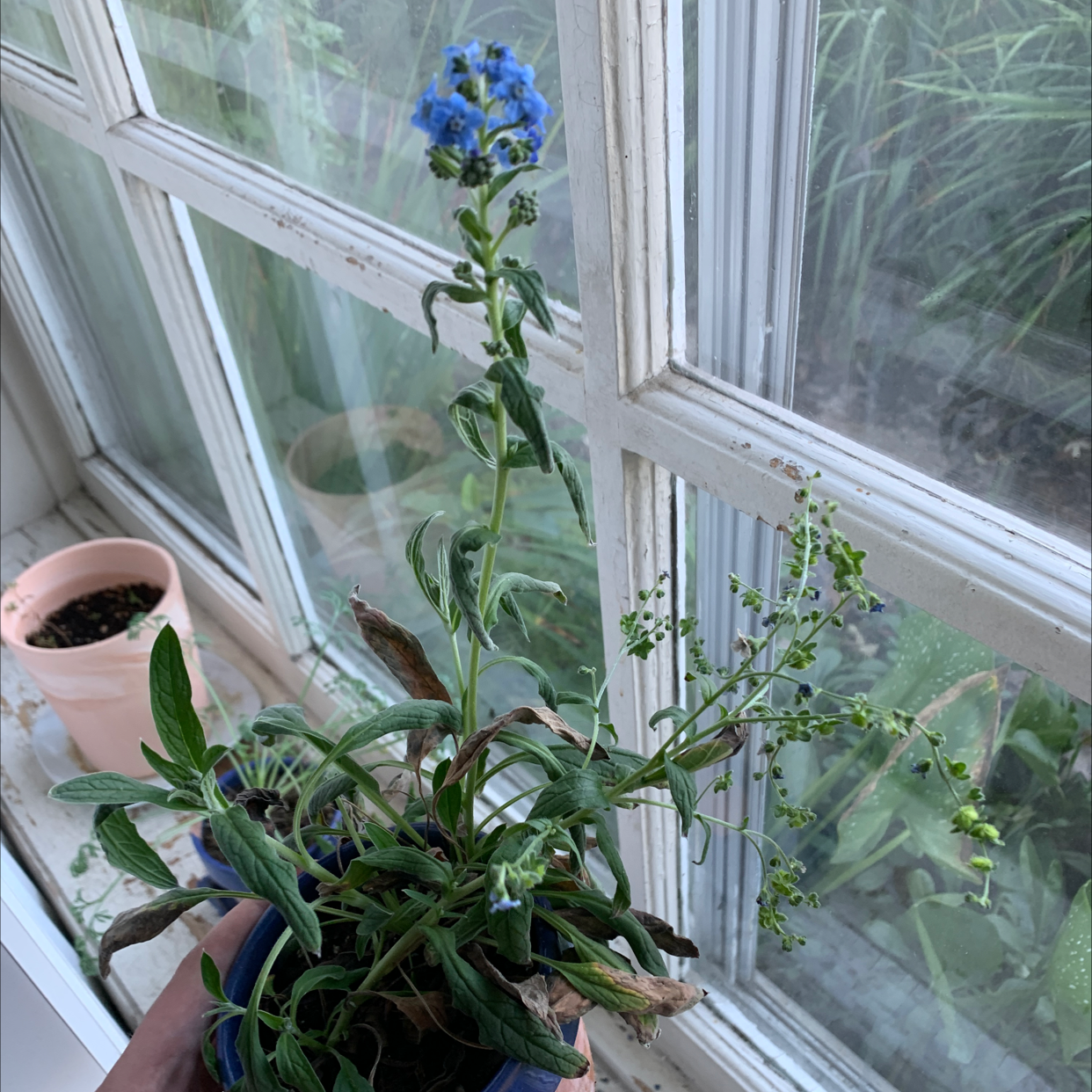 Chinese Forget-Me-Not plant near a window with visible flowers and some browning leaves.