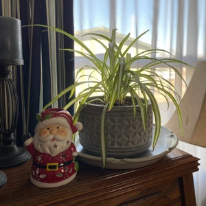 Spider Plant plant photo by Nabj04 named Randal Paul on Greg, the plant care app.