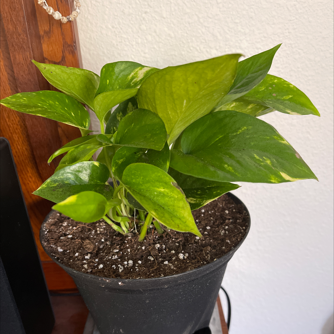 Potted Hawaiian Pothos plant with vibrant green leaves and visible soil.