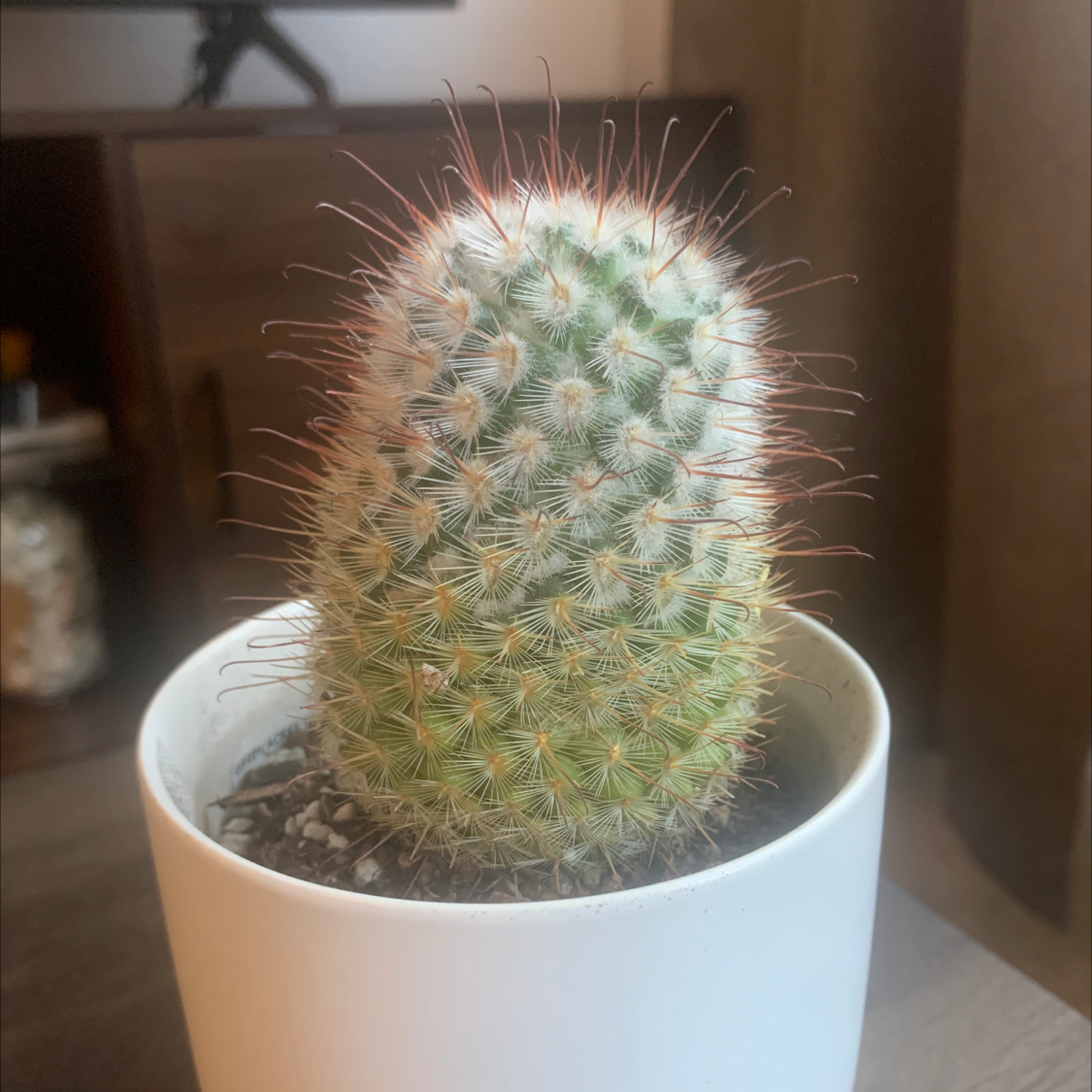Healthy lace hedgehog cactus with dense white spines in a white ceramic pot, well-focused close-up image.