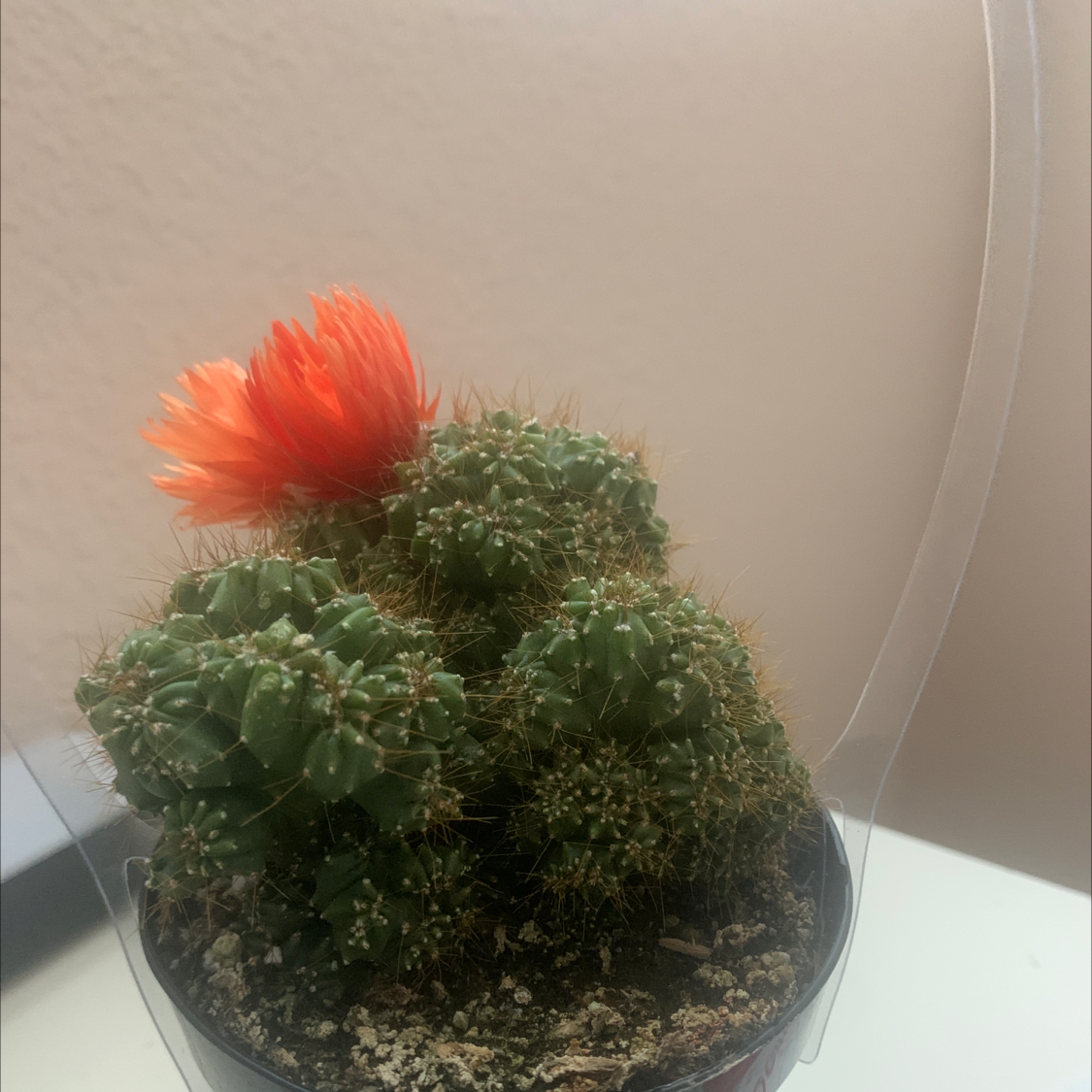 Candy barrel cactus with a bright orange flower in a pot. Soil is visible.