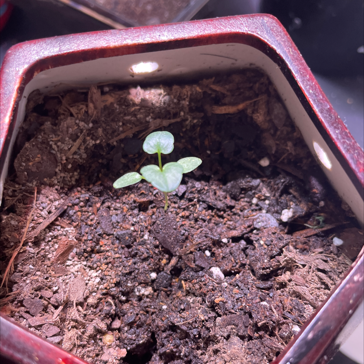 Young Marvel of Peru plant in a pot with visible soil.