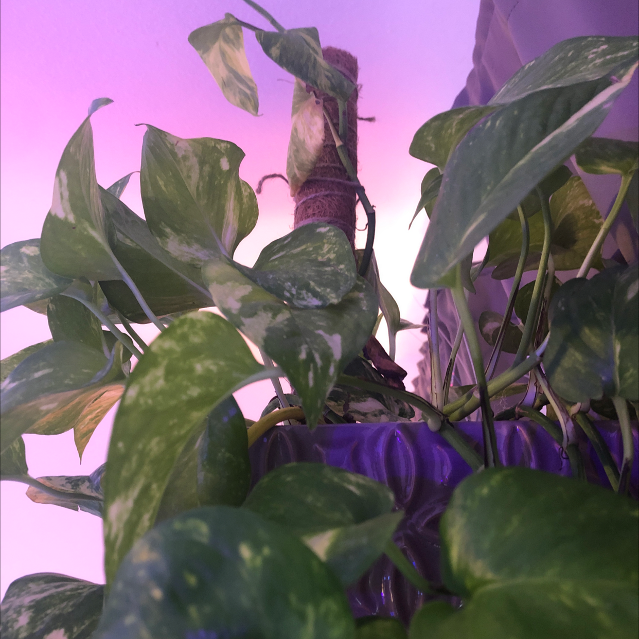 Hawaiian Pothos plant with variegated leaves in a pot, generally healthy.