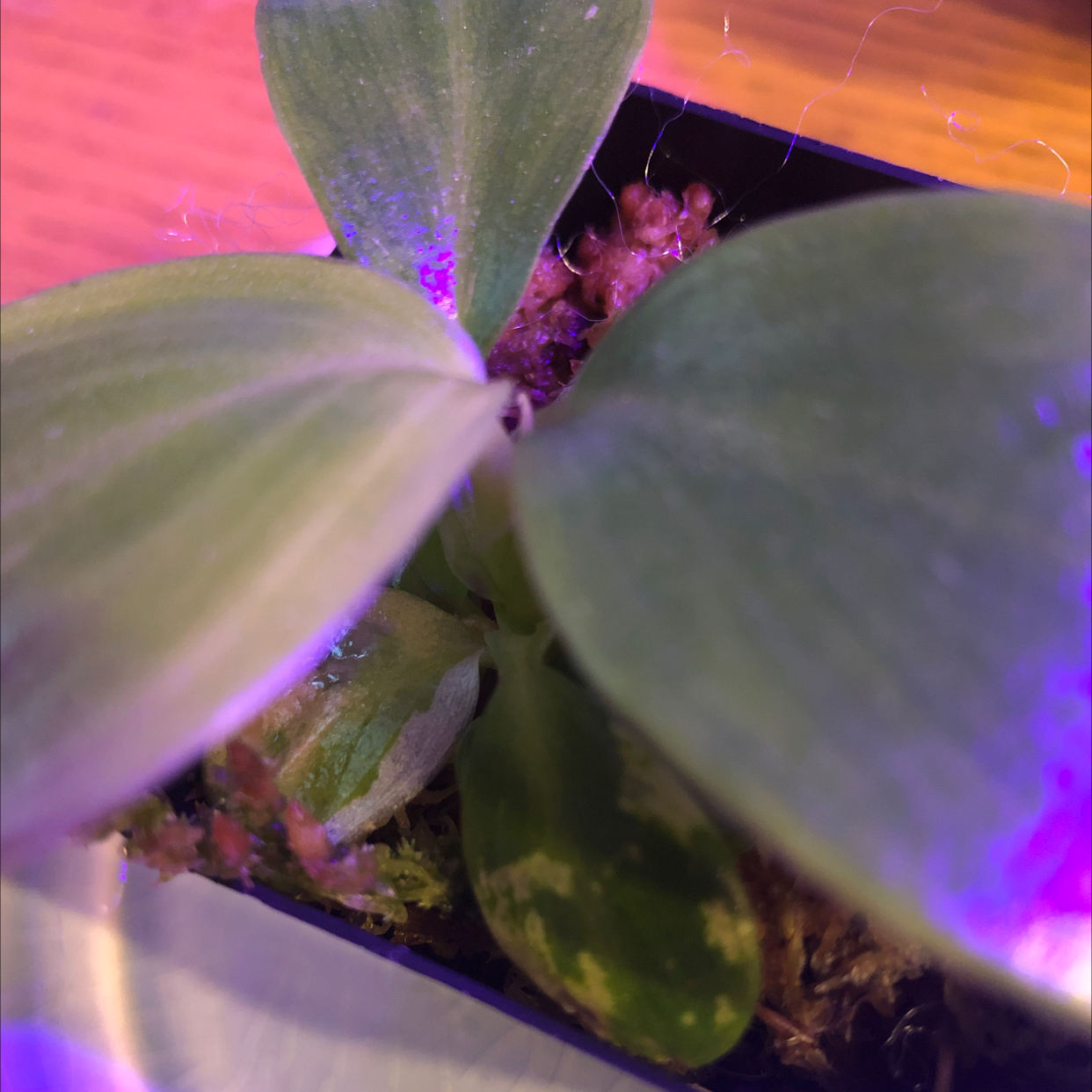 Philodendron 'White Wizard' plant with some leaf discoloration in a pot.