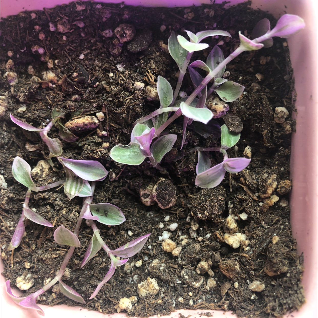 Pink Panther Tradescantia plant in a pot with visible soil and variegated leaves.