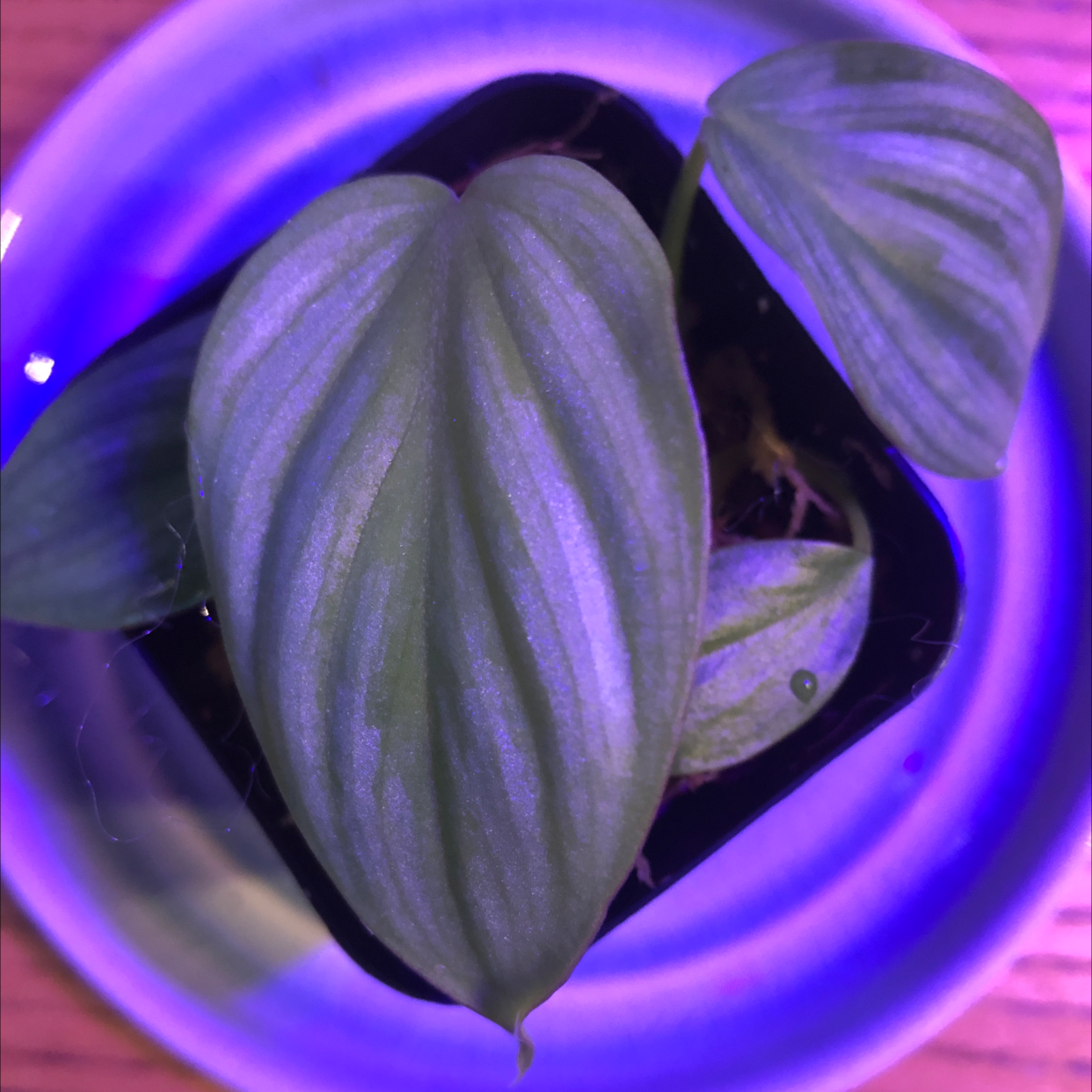Philodendron mamei plant with three healthy leaves in a pot.