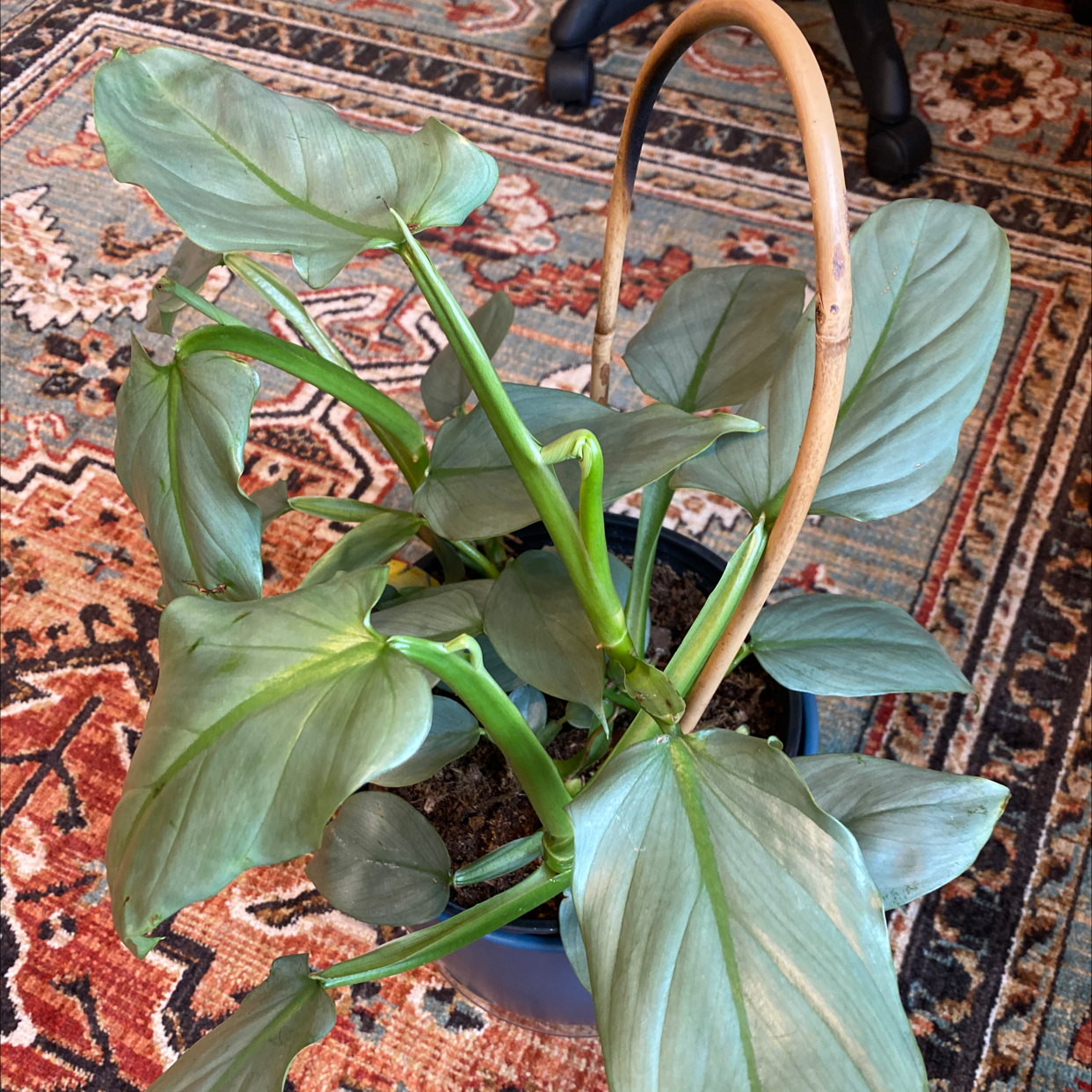 Silver Sword Philodendron with healthy silver-green leaves in a blue pot on a patterned rug.