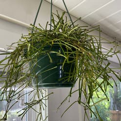 Grass-leaved Hoya plant