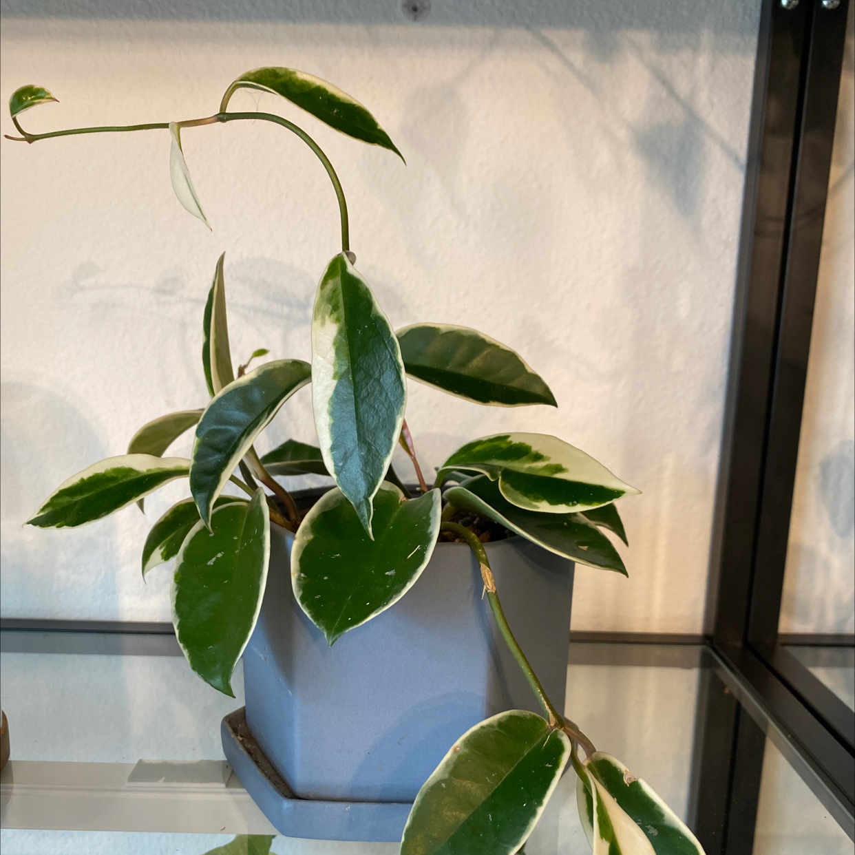 Hoya Krimson Queen plant with variegated leaves in a pot, appears healthy.