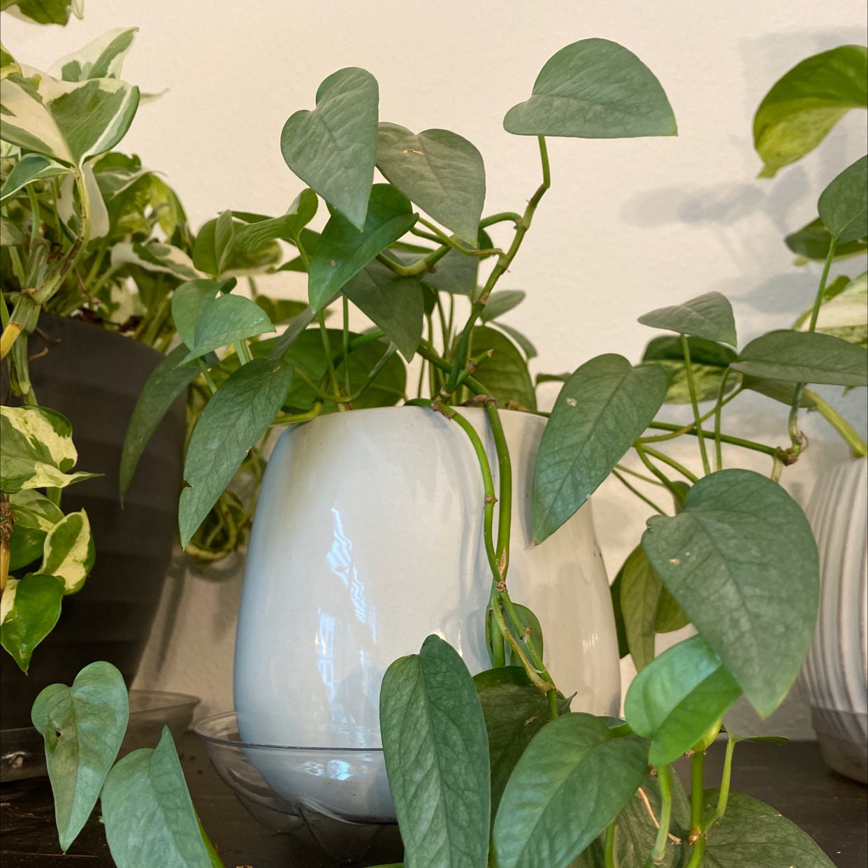 Cebu Blue Pothos plant in a white pot with healthy green leaves.