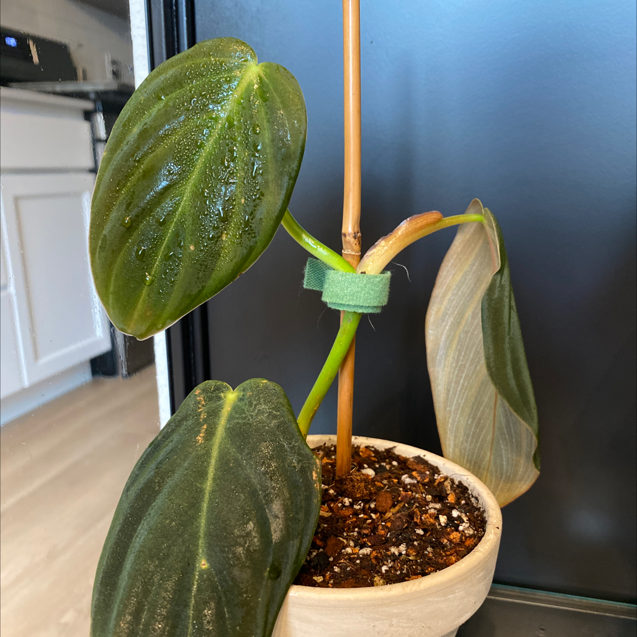 Philodendron gigas plant with dark green leaves, one yellowing and one browning leaf, in a pot.