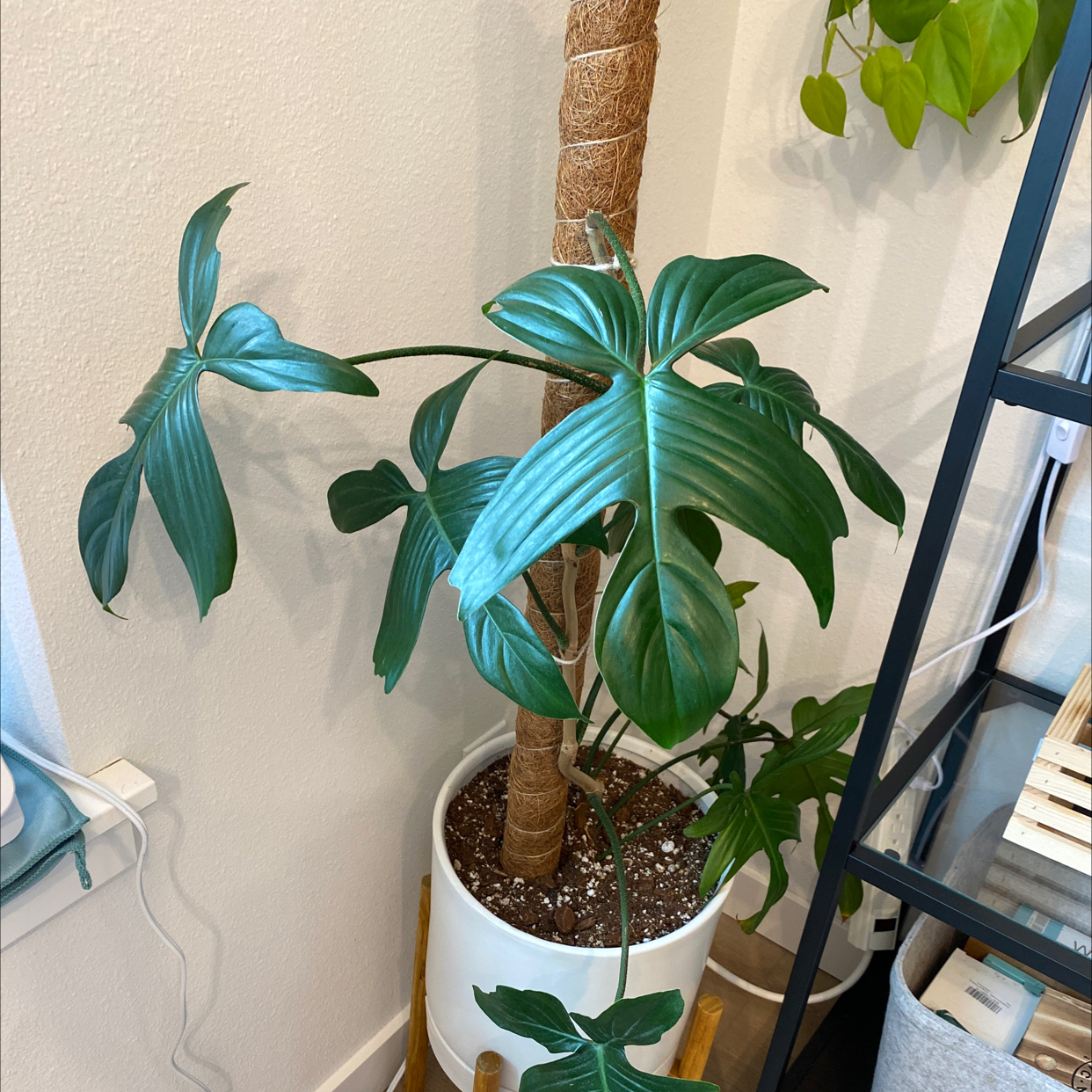 Philodendron Pedatum plant in a white pot with visible soil, healthy green leaves.