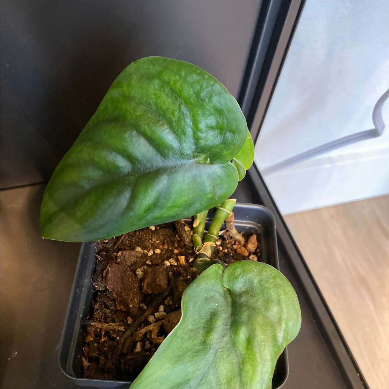 Jade Satin Pothos plant in a small pot with healthy green leaves and visible soil.