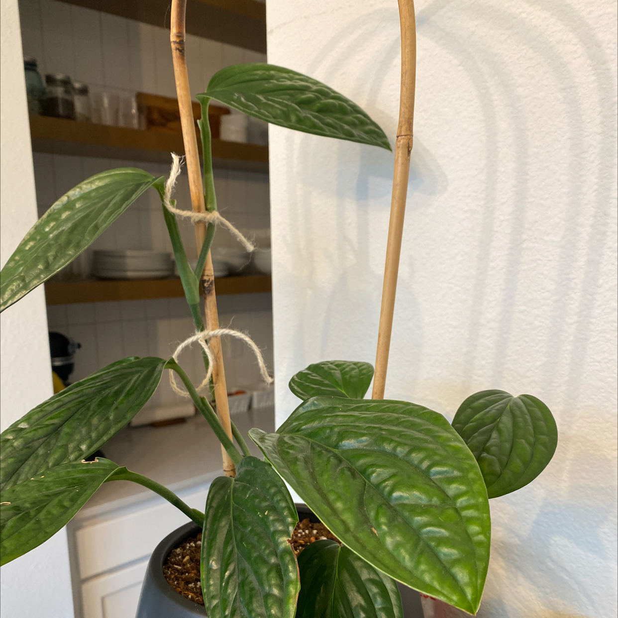 Monstera pinnatipartita plant with healthy green leaves supported by stakes in an indoor setting.