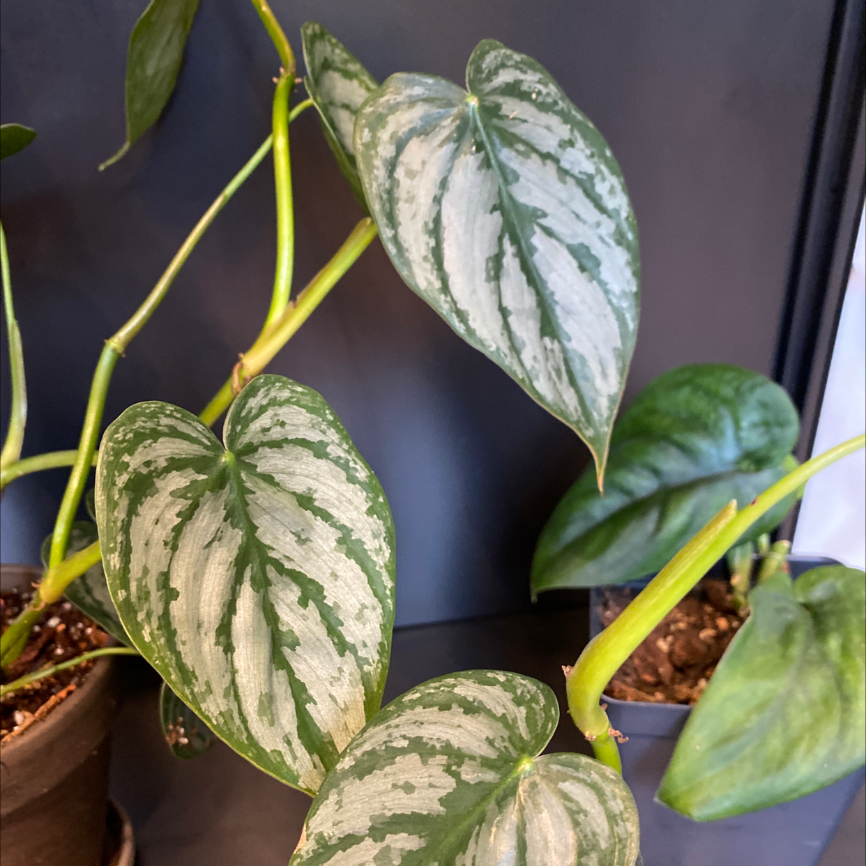 Silver Leaf Philodendron with variegated leaves in a pot, healthy appearance.