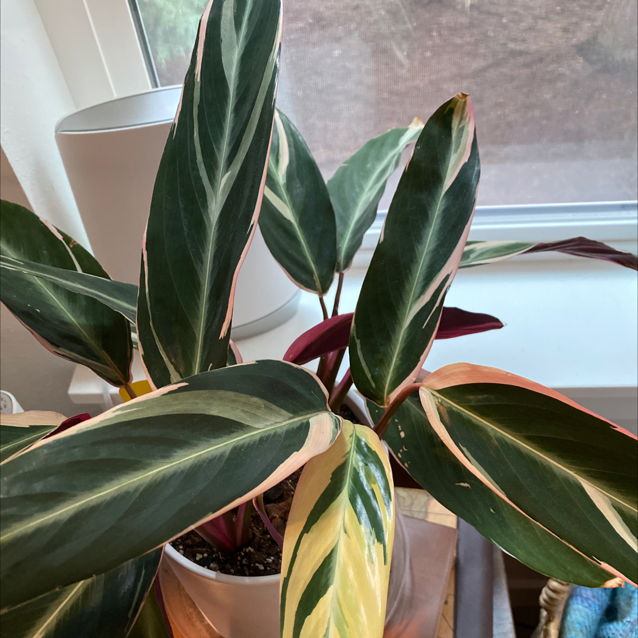 Triostar Stromanthe plant photo by @breesjungle named Stromanthe trio on Greg, the plant care app.