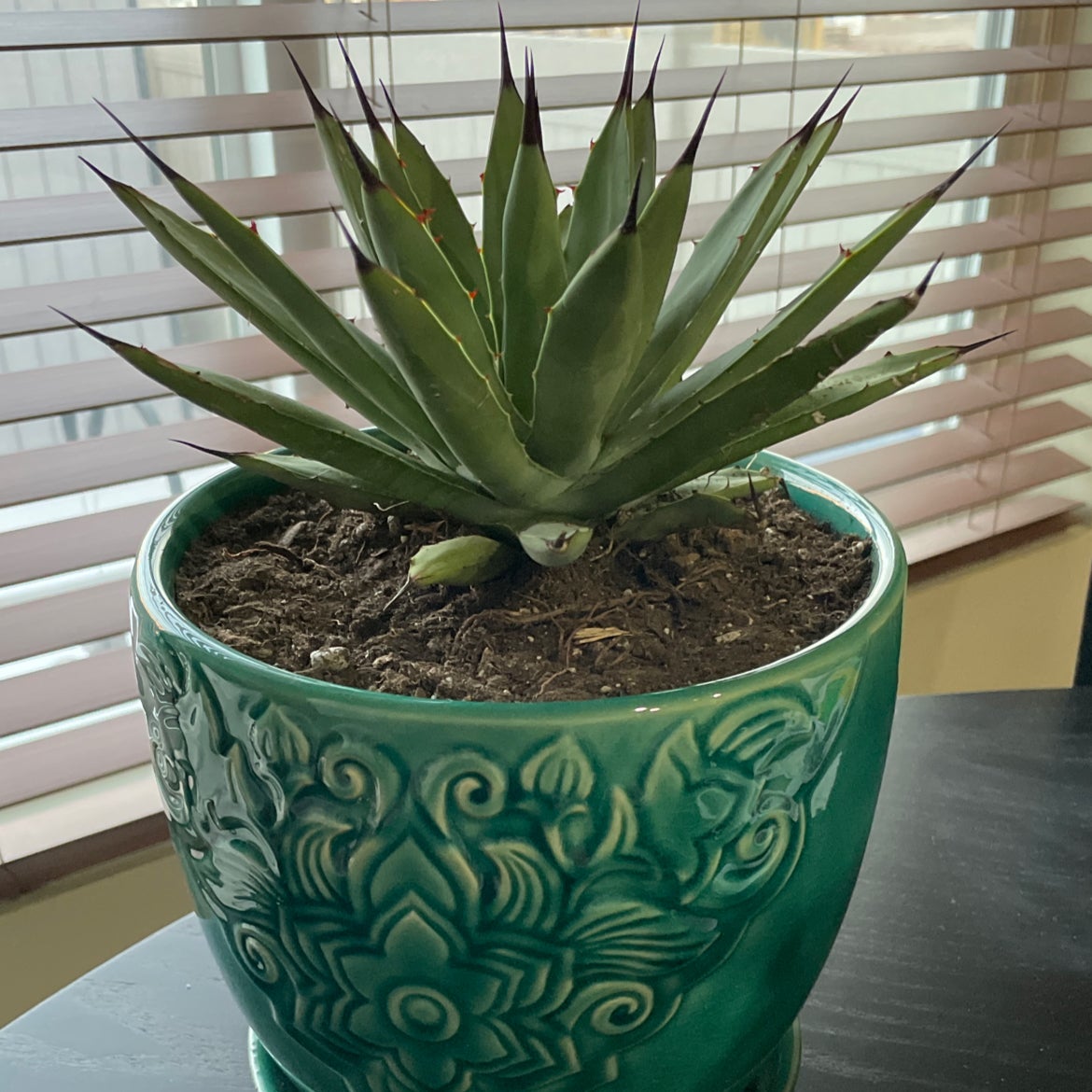 Best Soil Potting Mix for Agave applanata
