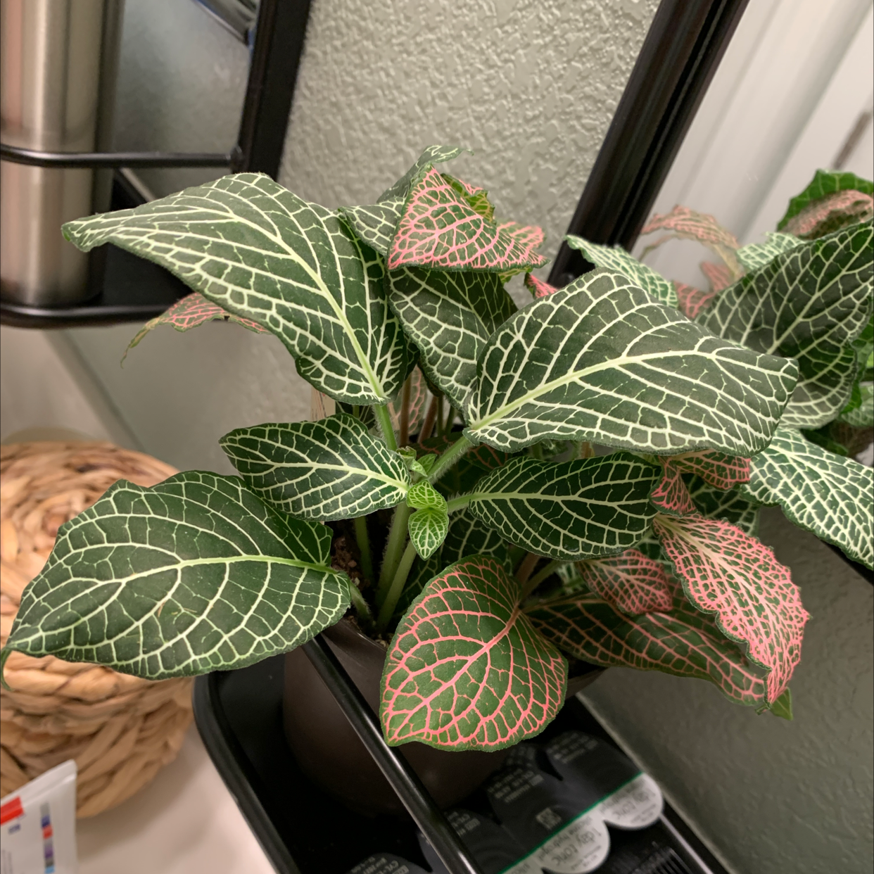 🐛 What To Do About Bugs on My Pink Wave Nerve Plant?