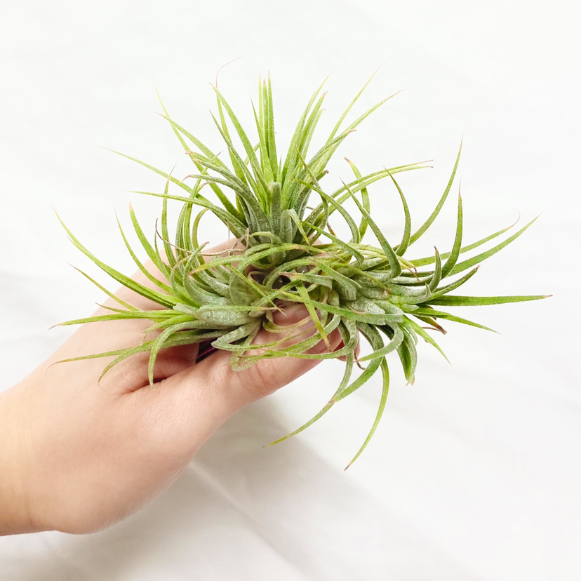 Photo of the plant species Tillandsia 'Pink Beauty' by @foliagegirl named Aurora on Greg, the plant care app