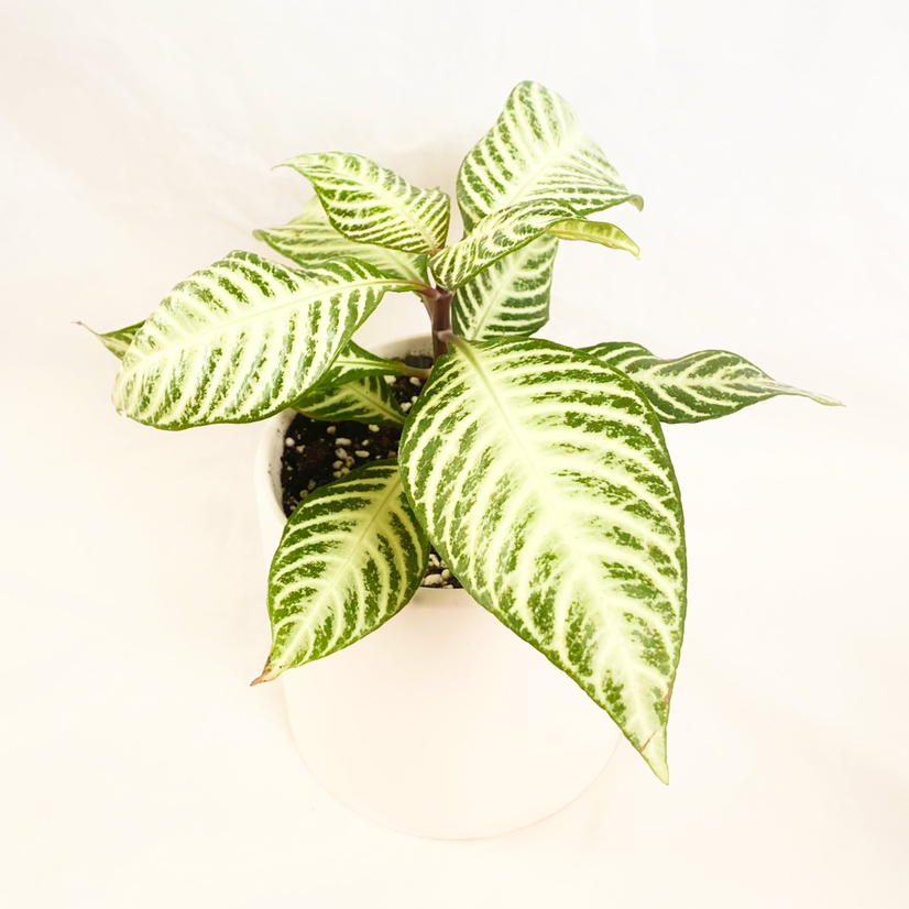 Photo of the plant species Aphelandra 'Snow White' by @foliagegirl named Sabrina on Greg, the plant care app