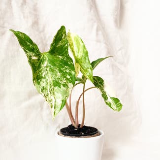 Variegated Arrowhead Vine plant in Somewhere on Earth