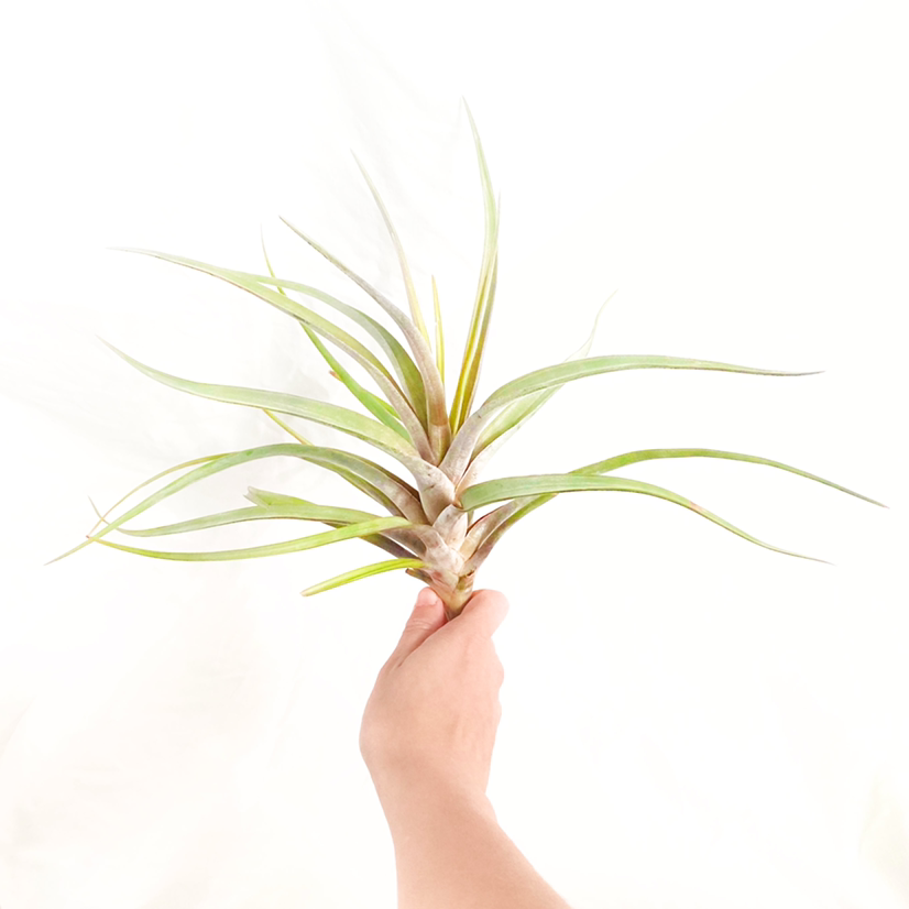 Photo of the plant species Novakii Air Plant by @foliagegirl named Nova on Greg, the plant care app