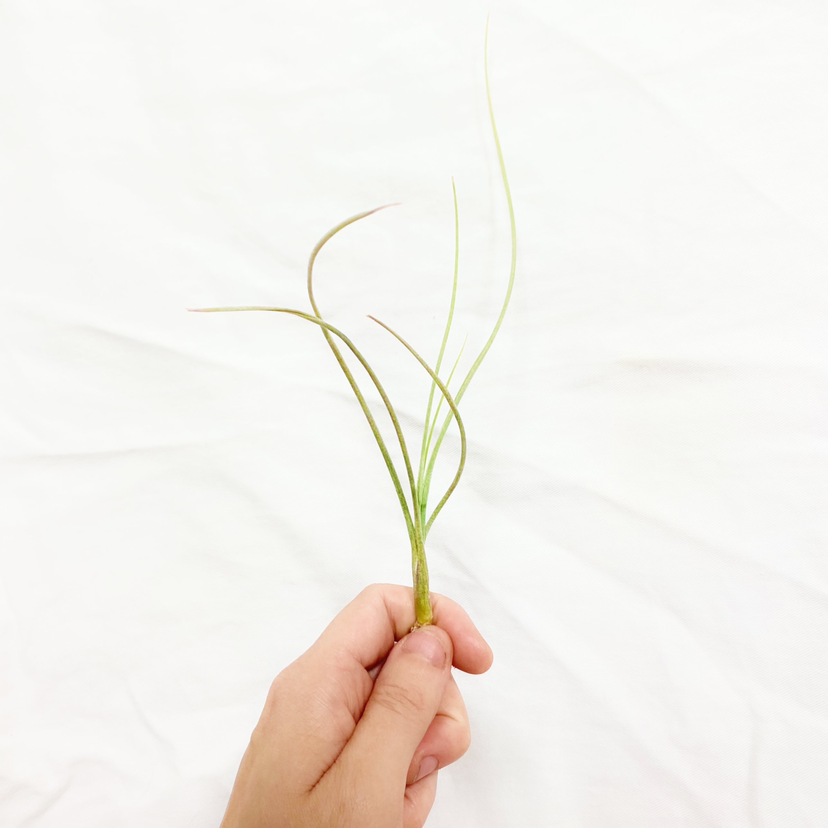 Photo of the plant species Tillandsia 'Halley's Comet' by @foliagegirl named Halley on Greg, the plant care app
