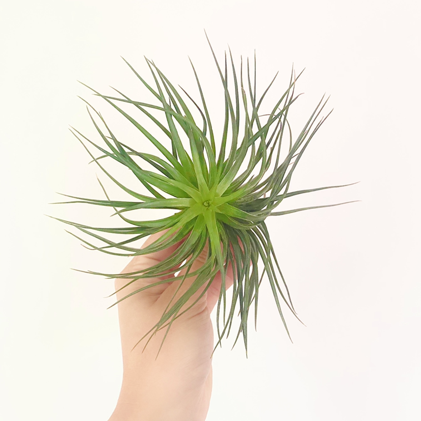 Photo of the plant species Houston Air Plant by @foliagegirl named Candy on Greg, the plant care app