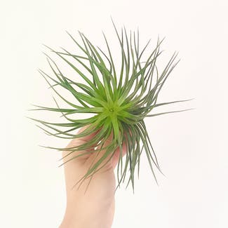 Houston Air Plant plant in Geelong, Victoria
