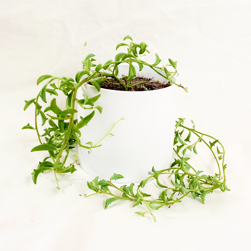Photo of the plant species String of Dolphins by @foliagegirl named Dauphine on Greg, the plant care app