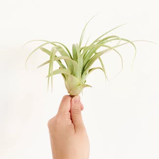 Tillandsia xerographica plant in Somewhere on Earth