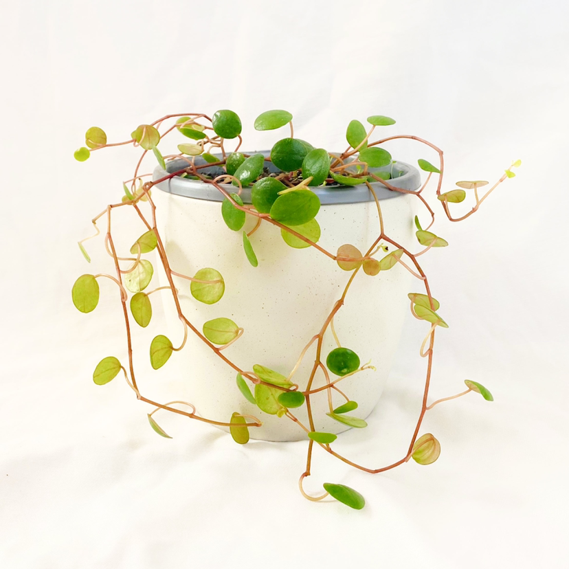 Peperomia 'Pepperspot' plant in a white pot with some yellowing leaves.