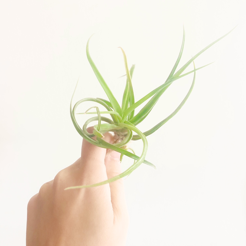 Photo of the plant species Tillandsia Jes by @foliagegirl named Roxie on Greg, the plant care app