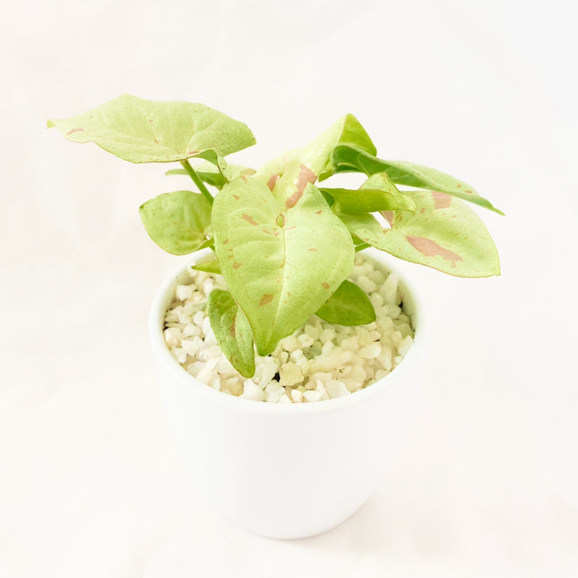 Photo of the plant species Confetti Syngonium by @foliagegirl named Mollie on Greg, the plant care app