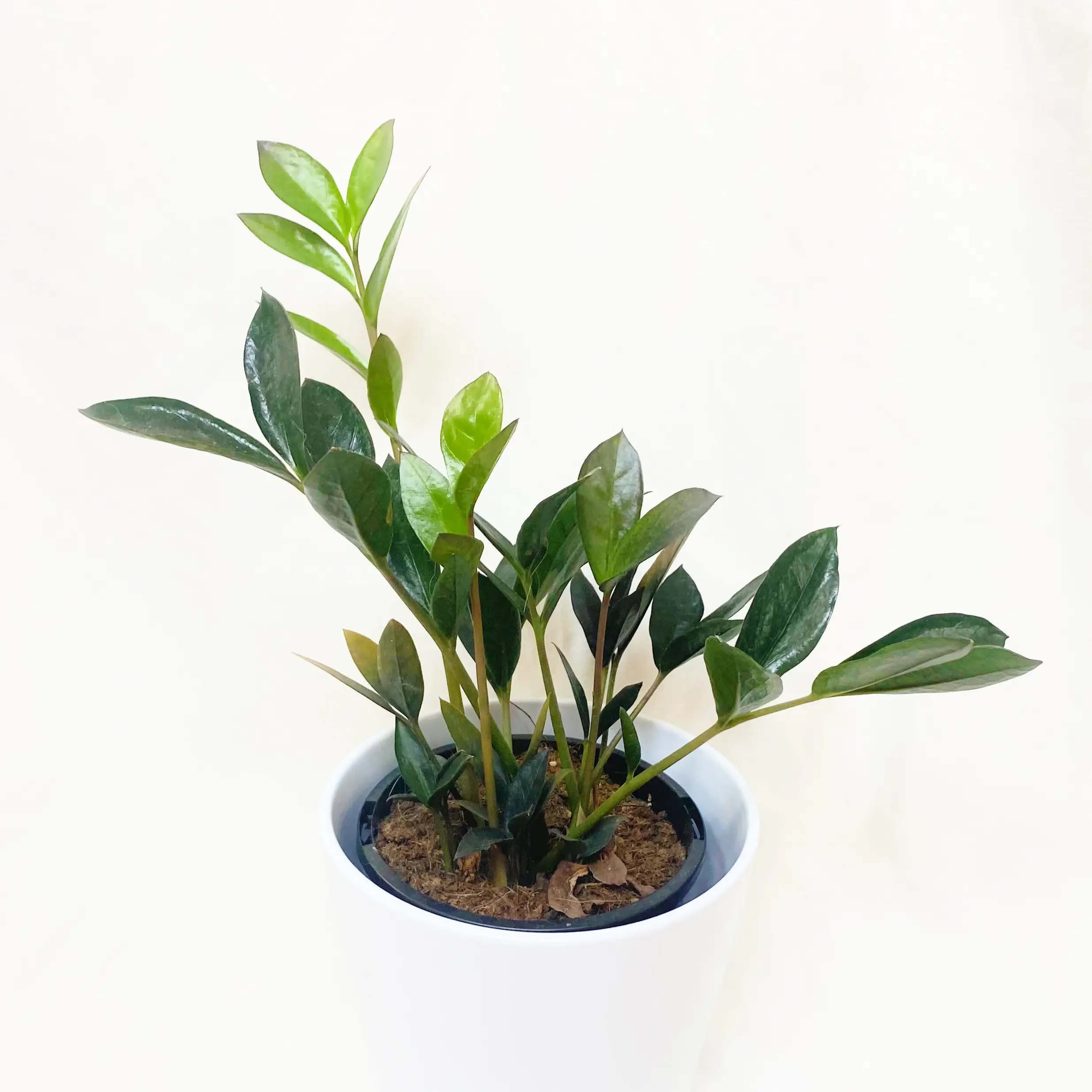 Plant care for Zz Plant on Greg, the plant care app