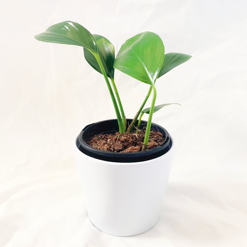 Dragon Tail Plant in a white pot with healthy green leaves and visible soil.