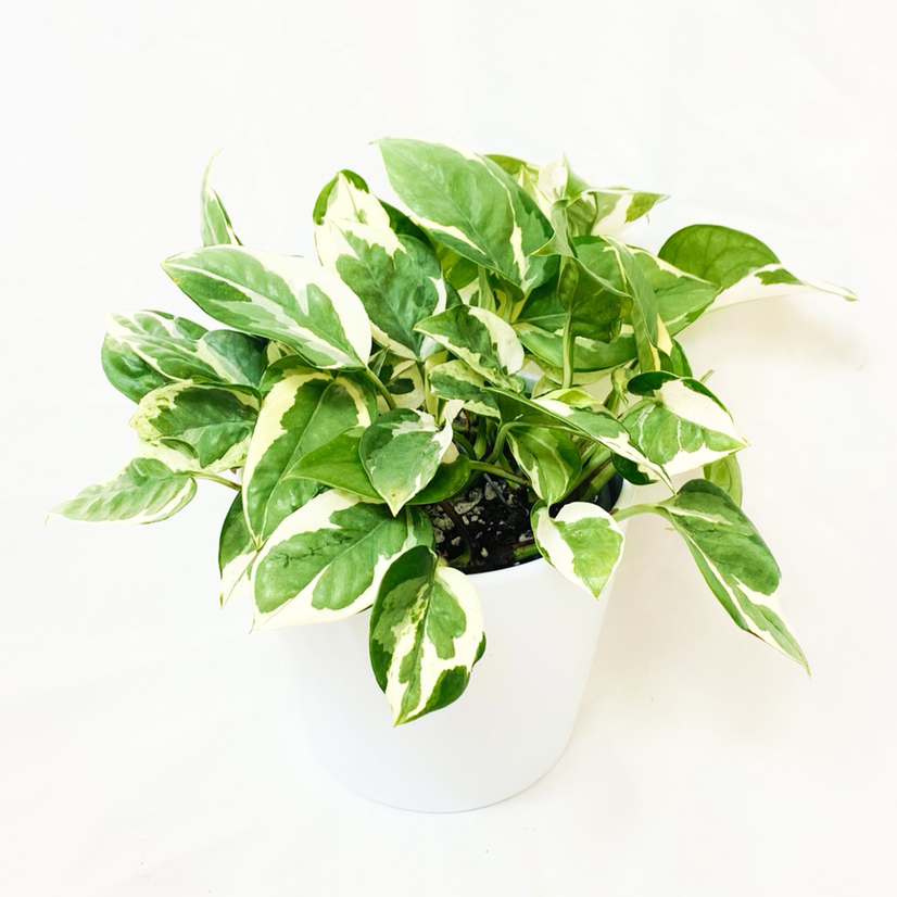 Taro Vine plant photo by @foliagegirl named Coco Manny on Greg, the plant care app.