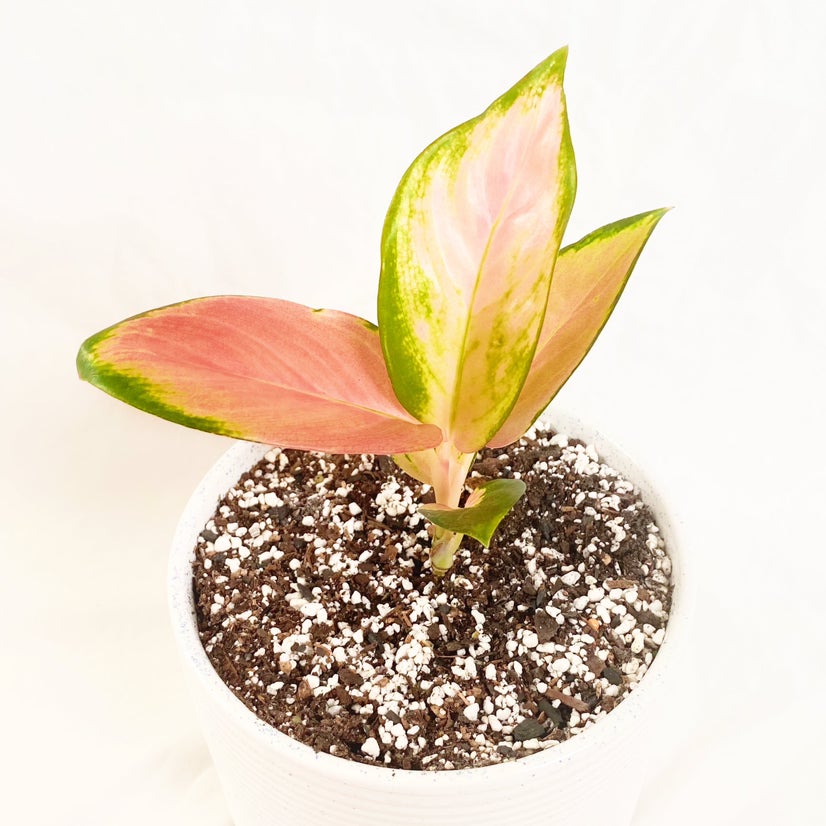 Plant care for Alpine Cherry on Greg, the plant care app