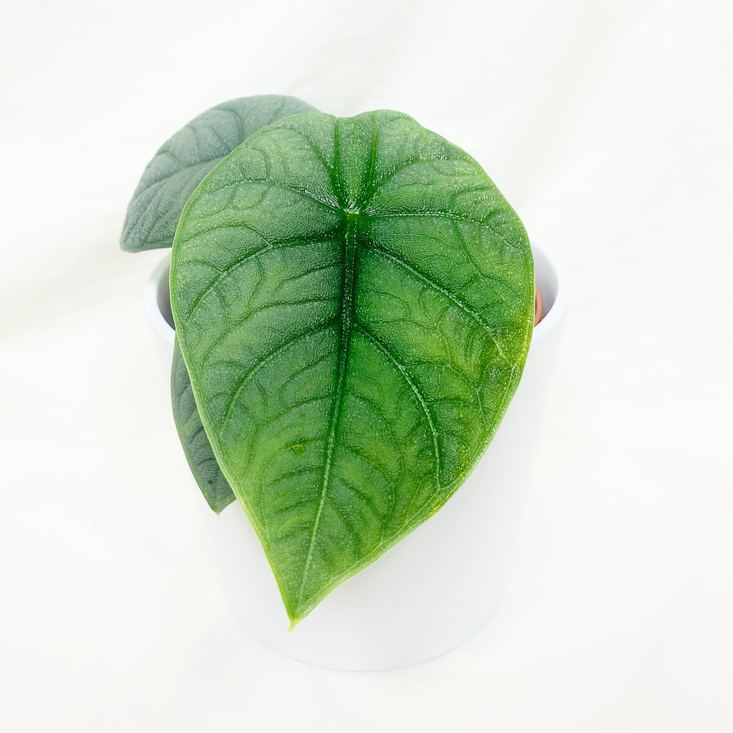 Potted Alocasia 'Rugosa' with large, textured green leaves.