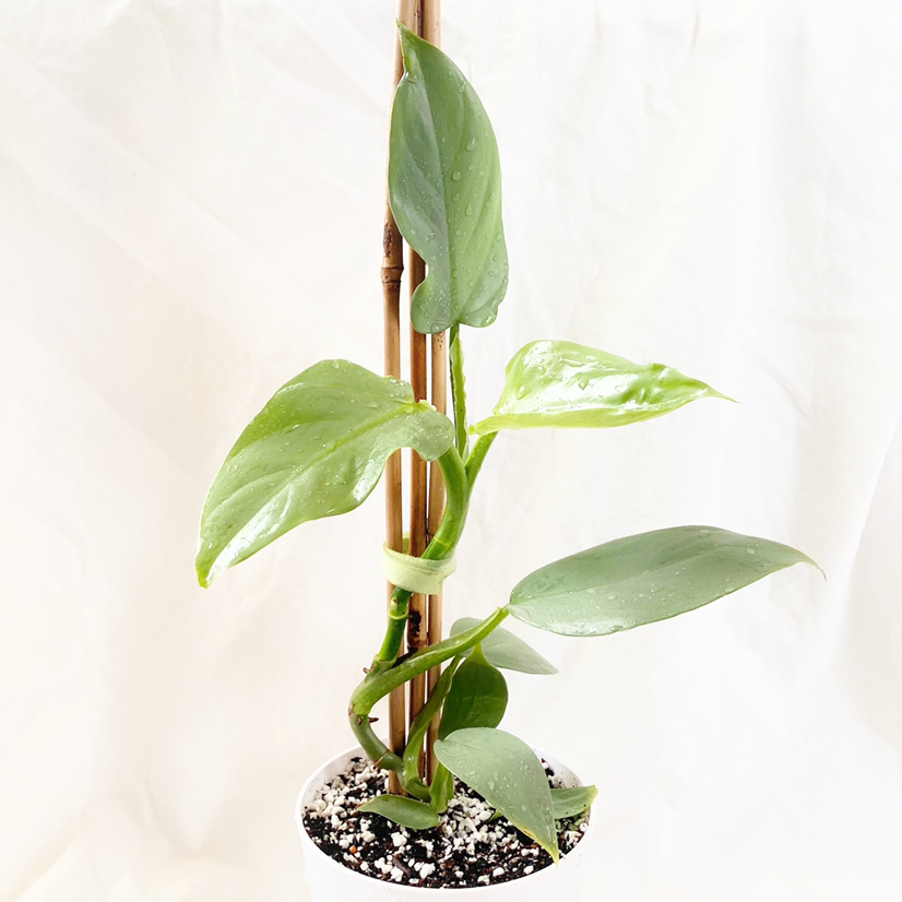 Photo of the plant species Philodendron Hastatum by @foliagegirl named Sienna on Greg, the plant care app