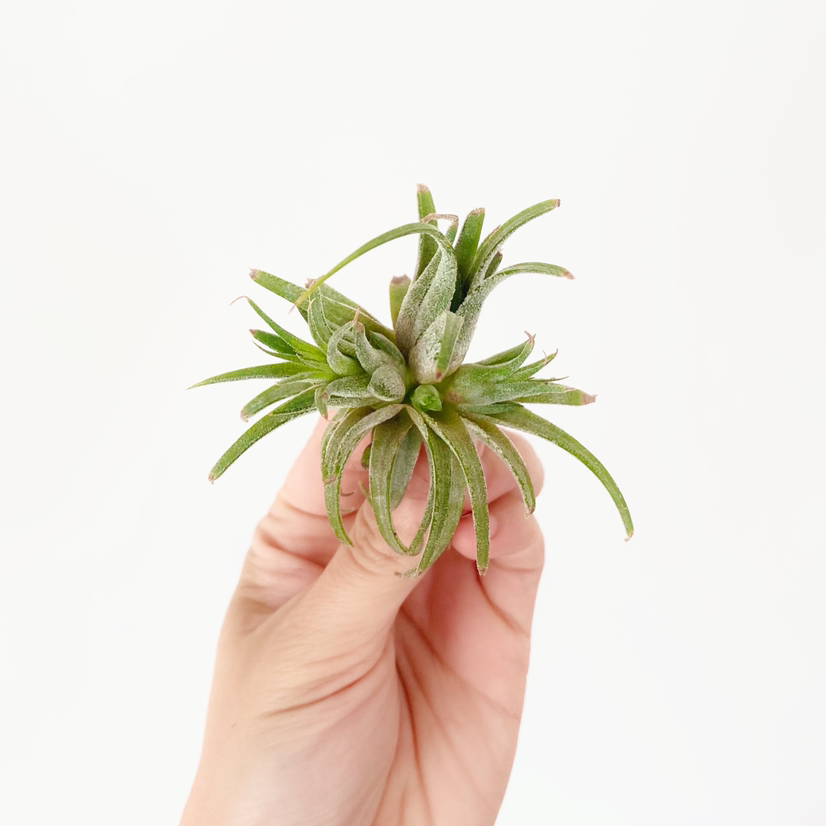 Photo of the plant species Tillandsia 'Druid' by @foliagegirl named Drew on Greg, the plant care app